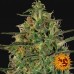 Malana Bomb Auto- Barney's Farm